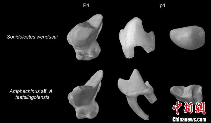 温都苏苏尼特猬与塔钦郭勒双猬亲近种上下前臼齿对比。　中科院古脊椎所 供图