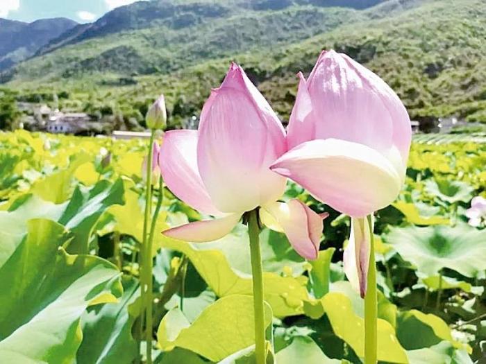 台媒看大陆：荷花映日、竹林葱翠——云南禄丰九渡村发展乡村特色旅游