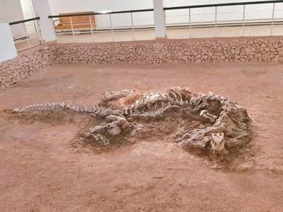 大洼恐龙山一号馆保存的许氏禄丰龙化石。图片来源：台湾《经济日报》