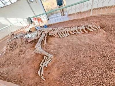 大洼恐龙山二号馆保存的巨型禄丰龙化石。图片来源：台湾《经济日报》