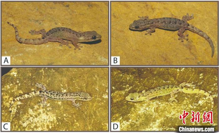 云南发现半叶趾虎属2个新种