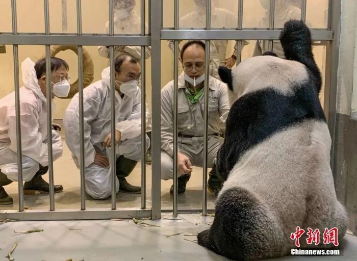 2022年11月2日，来自中国大熊猫保护研究中心的两位专家魏明(左)、吴虹林(中)在台北市立动物园观察大熊猫团团。