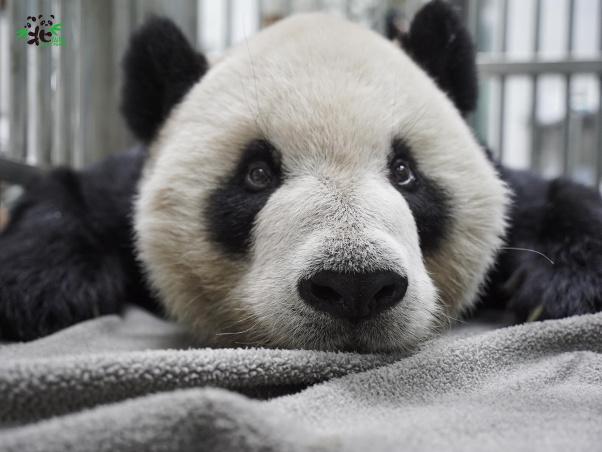 大熊猫“团团”。图片来源：台北动物园。