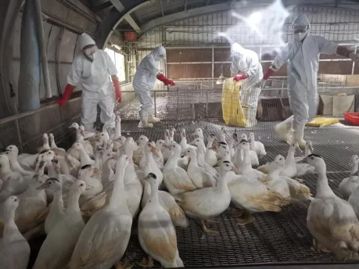 台湾宜兰发现H5N1亚型高病原禽流感疫情