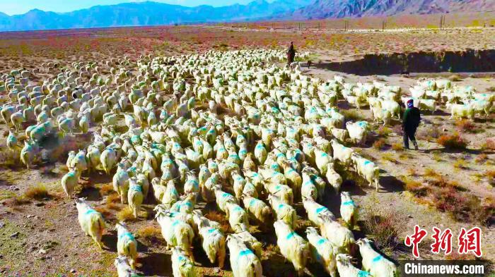 随着天气逐渐转冷，新疆巴州和硕县逾十万头牲畜陆续进行冬季转场。　龚其克加甫 摄