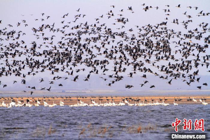 洞庭湖是国际鸟类重要的越冬地。资料图 姚毅 摄