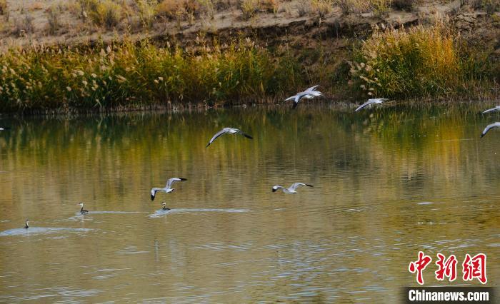 图为柴达木盆地内的可鲁克湖水质优良，野生鸟类在湖面飞翔。　郭曲太 摄