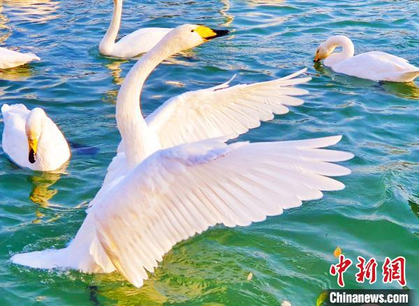 新疆库尔勒市杜鹃河畔成群的天鹅在水中畅游，它们时而梳理羽毛，时而欢畅嬉戏。　吴俊 摄