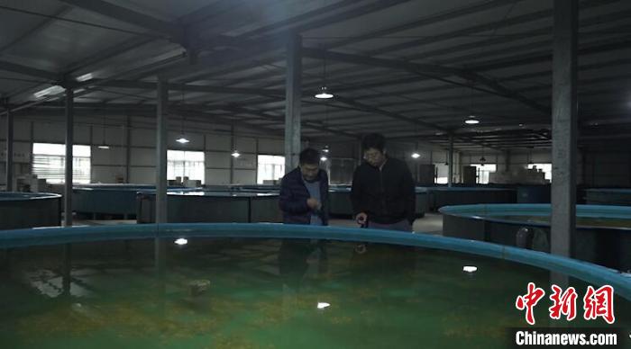“江南第一名鱼”今年总产量两万余尾有望畅游黄浦江