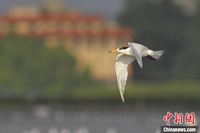 广东湛江沿海时隔3年再次发现中华凤头燕鸥