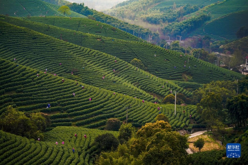 3月29日，浙江省湖州市长兴县和平镇一茶园内，采茶工在采摘明前茶。（图源：新华社）