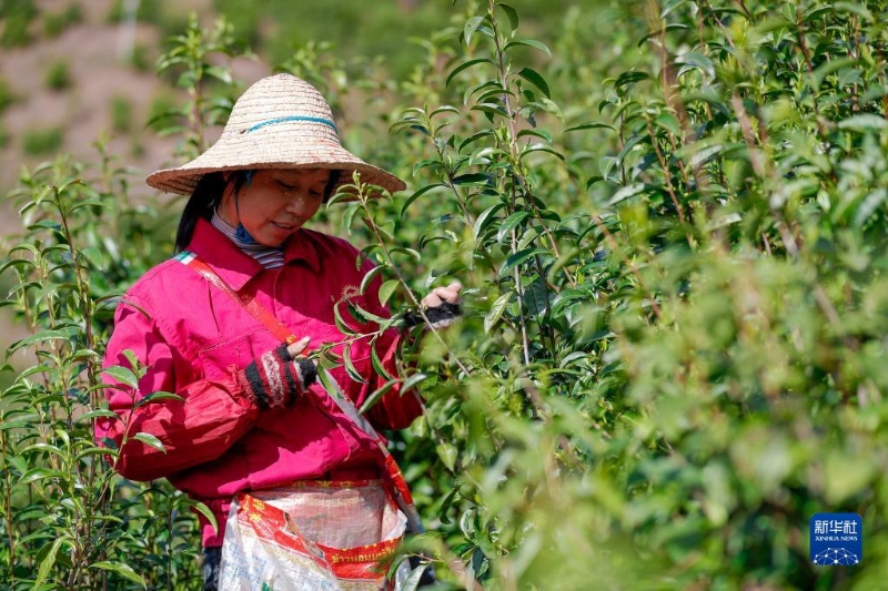 3月28日，茶农在祁门县一处生态茶园里采摘祁门红茶鲜叶。（图源：新华社）