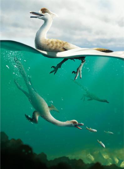 国际最新研究发现首例流线体型捕食性潜水恐龙新物种