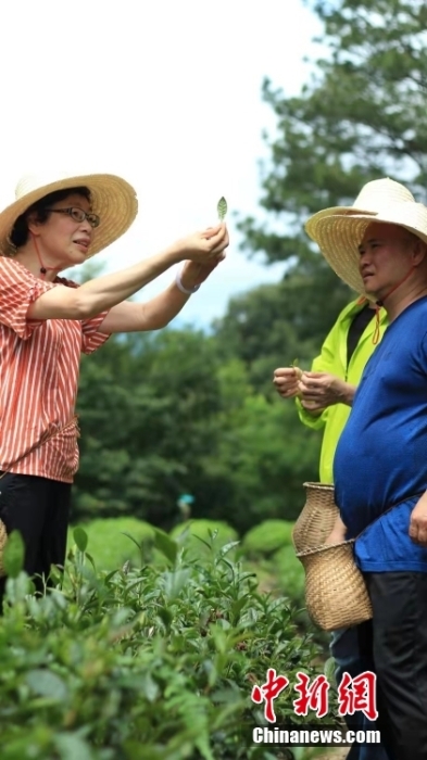 资料图为台湾制茶师左如玉（左）在福建泰宁县的一个茶园里考察。 <a target='_blank' href='/'>中新社</a>发 受访者供图