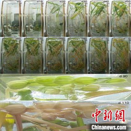 国内初次！中科院团队在中国空间站实现试验取患上水稻种子
