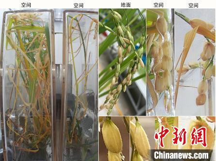 空间水稻原生稻和再生稻图片，显示空间稻穗与颖壳张开的表型。　中科院分子植物科学卓越创新中心 供图