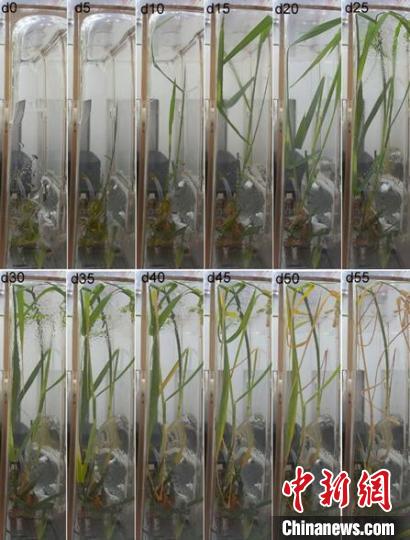 空间再生水稻的过程图像，图中的时间为剪株后的天数。　中科院分子植物科学卓越创新中心 供图