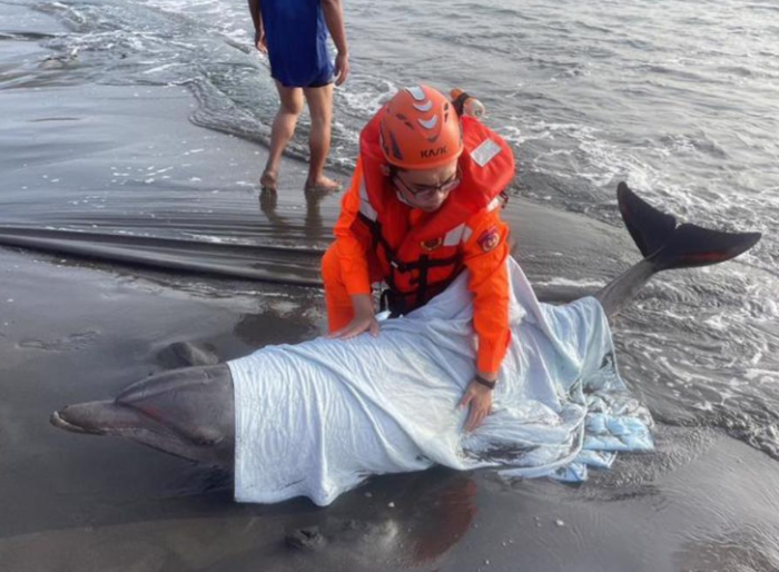 海豚搁浅高雄