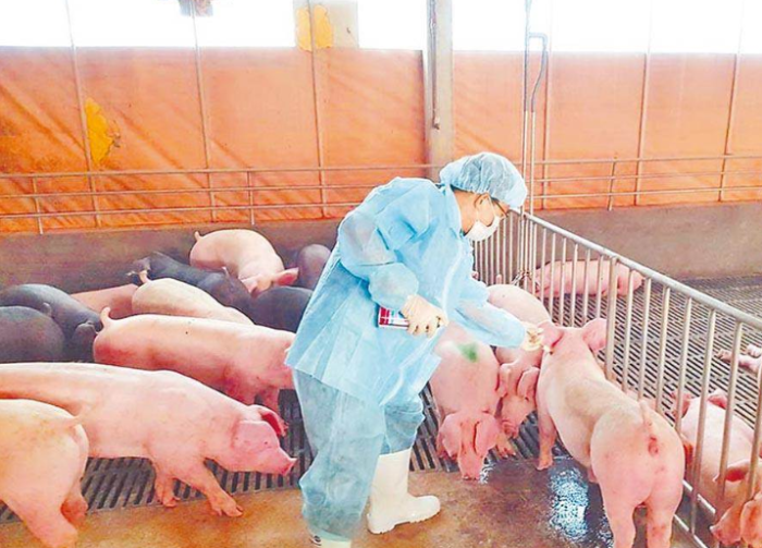 台湾猪流感