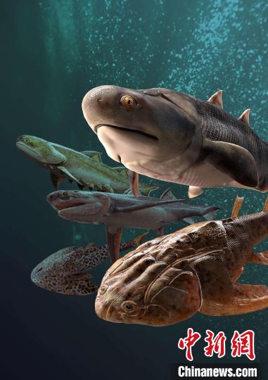 4.4亿年前鱼类化石