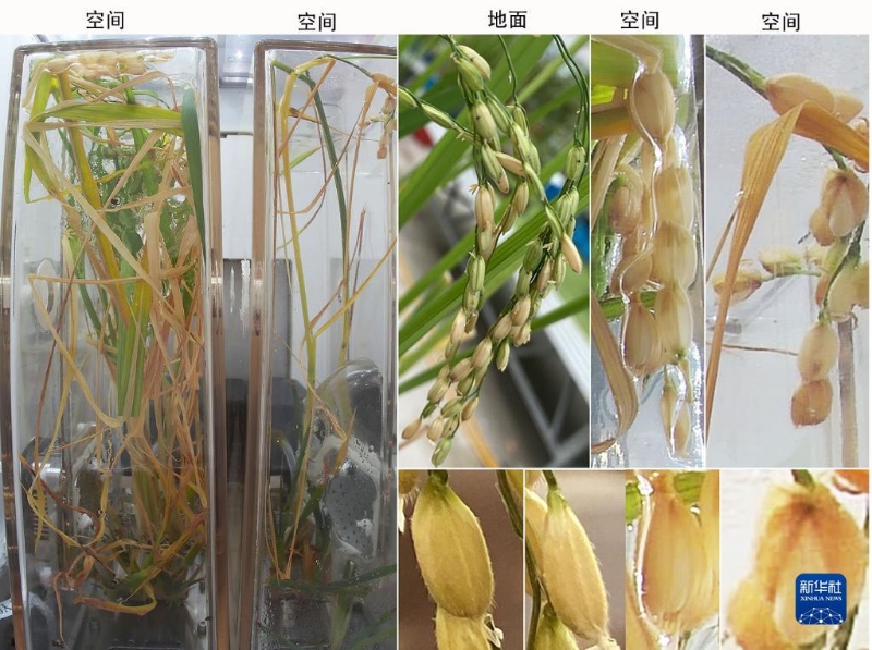 这是空间水稻原生稻和再生稻的图片，显示空间稻穗与颖壳张开的表型。（图源：新华社）