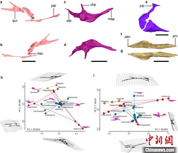 雅尾鹓鶵腭面骨骼形态和鸟类颚骨的形态演化。　王敏 供图
