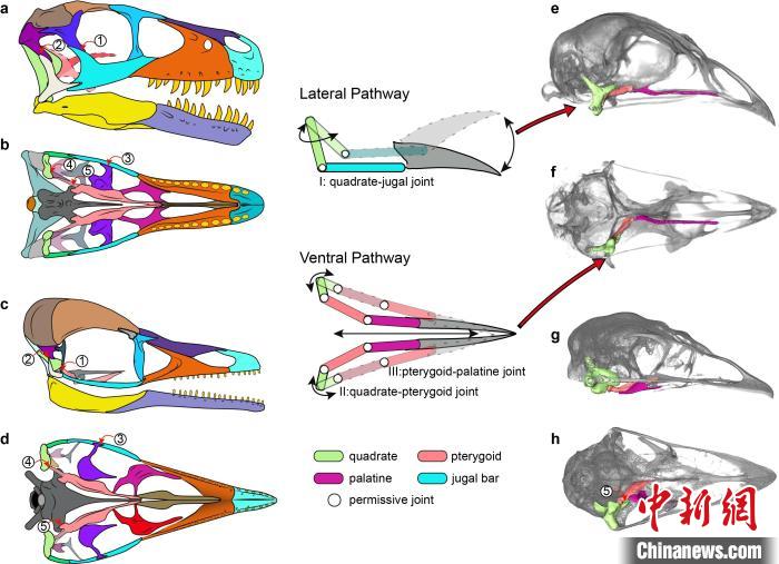 恐龙，中生代和现代鸟类头骨形态功能的比较。　王敏 供图