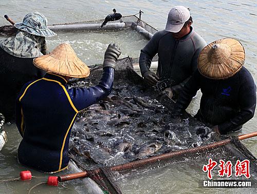 资料图：台湾渔民正在捕捞石斑鱼。<a target='_blank' href='/'>中新社</a>记者 关向东 摄
