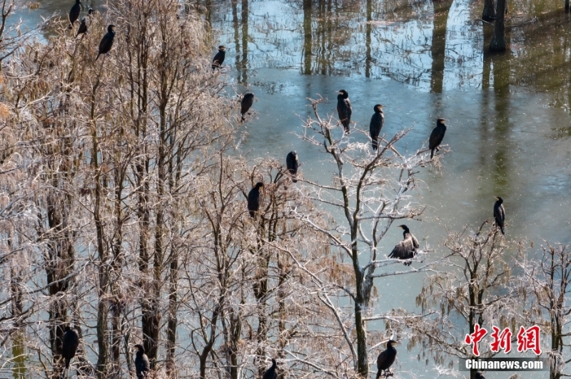 航拍“鸟类天堂”池杉湖湿地冬日壮阔生态景观