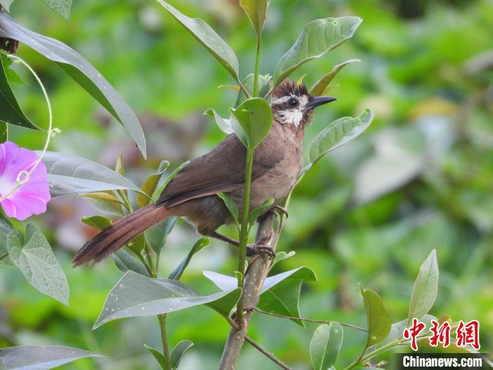 图为鸟类白颊噪鹛。　贵阳市委宣传部供图