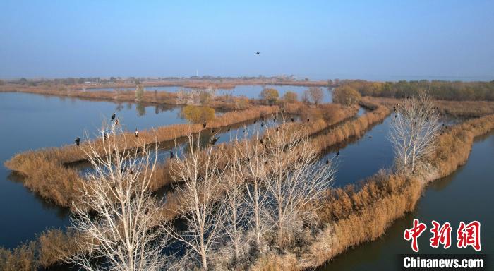 大批鸬鹚在“京津冀最美湿地”河北衡水湖“安家落户”