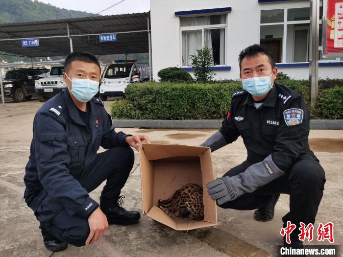 云南临沧：警民携手救助国家二级保护动物豹猫