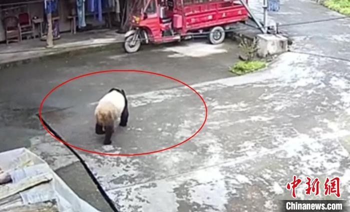 四川芦山：野生大熊猫下山“串门”被救助