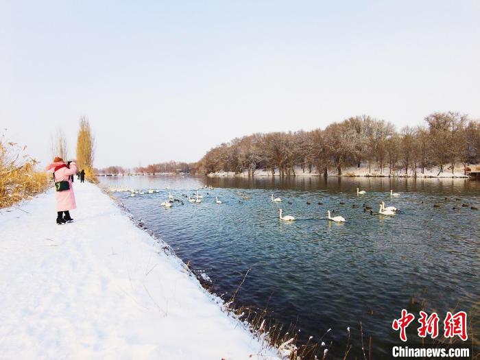 生态变好，湿地天鹅越来越多，吸引摄影爱好者和游客前来欣赏拍照。　陈咏梅 摄
