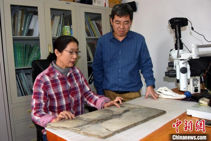 尚庆华研究员(左)、徐光辉研究员就奇异罗平龙化石正型标本进行交流。　<a target='_blank' href='/'>中新社</a>记者 孙自法 摄