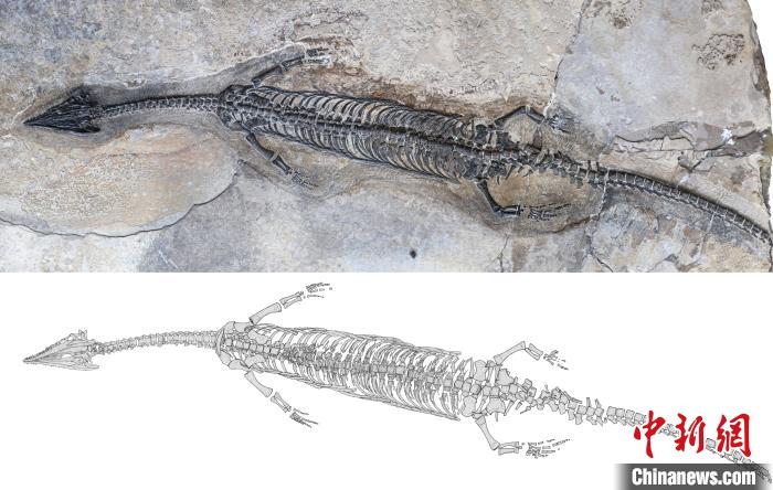奇异罗平龙化石正型标本(上)及其素描图。　中科院古脊椎所 供图