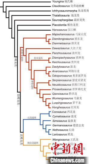 奇异罗平龙与其他海生爬行动物系统发育关系。　中科院古脊椎所 供图