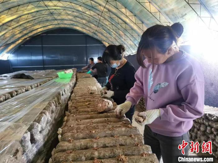 在种植大棚里许愿的农民：给好日子再添把火