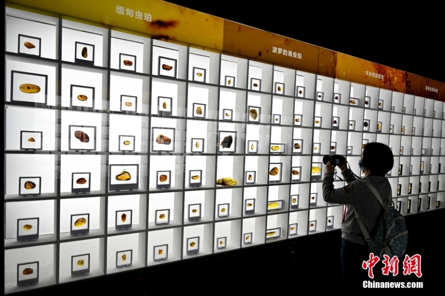 700余件琥珀精品汇聚粤博 展现“千万年前凝结的神秘时光”