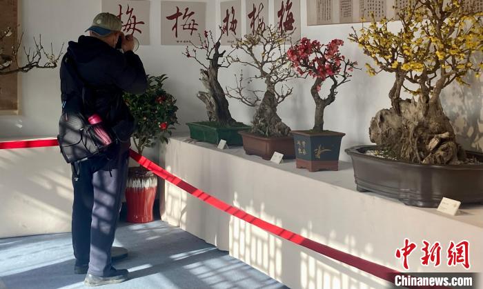图为游客参观颐和园第十二届“傲骨幽香”梅花、蜡梅迎春文化展。　徐婧 摄