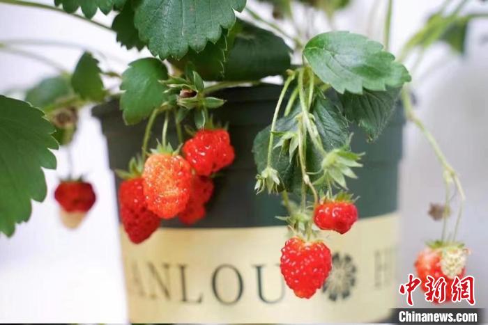 易佳种植的草莓。　受访者提供