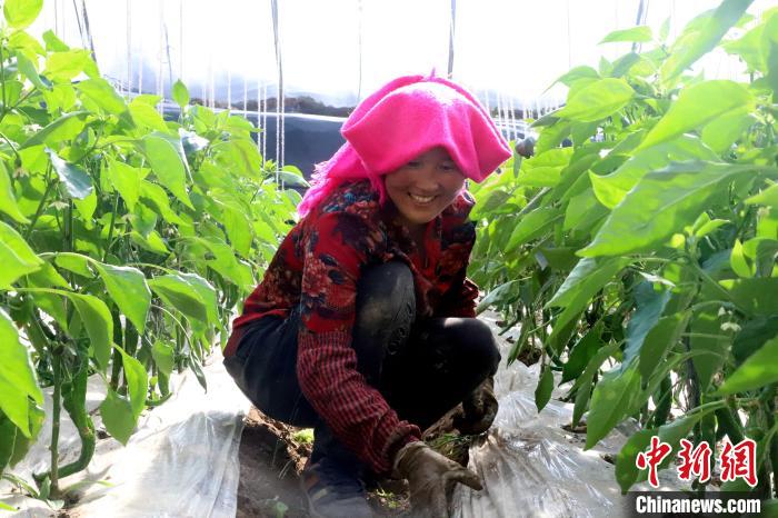 （新春走基层）青海藏乡：高原年味里“果蔬香”