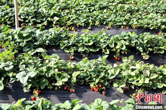 图为农业基地里的草莓。　却藏措 摄