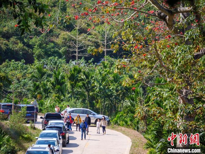 （新春走基层）海南昌江王下乡木棉闹春大山深处黎村成网红打卡地