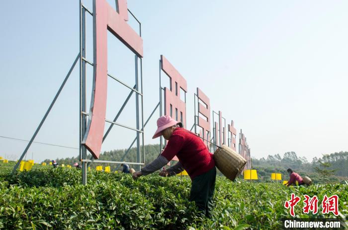 民众在广西灵山有机茶叶种植示范基地采茶。　翟李强 摄