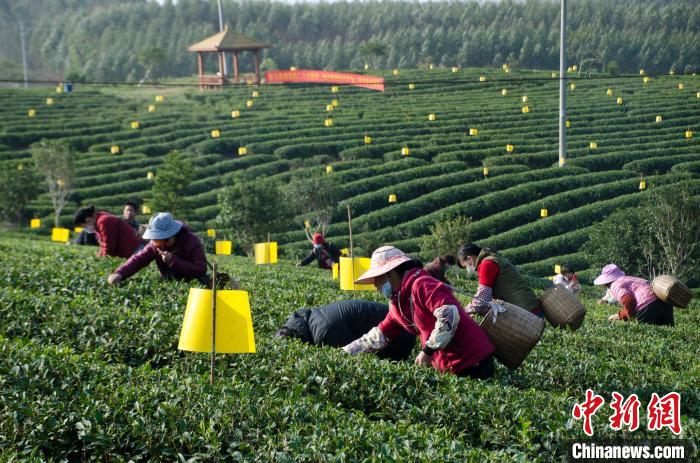 民众在广西灵山有机茶叶种植示范基地采茶。　翟李强 摄