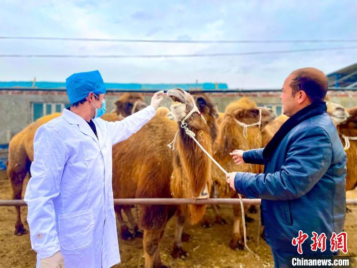新疆洛浦：发展骆驼养殖拓宽牧民增收渠道