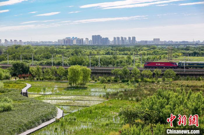 图为永定河森林公园湿地。　北京市园林绿化局供图