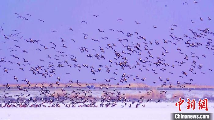 一望无垠的博斯腾湖面上，赤麻鸭鲜亮的鸟羽与瑞雪覆盖的湖面、迎风摇曳的环湖芦苇相互交织，气势恢宏。　达来 摄