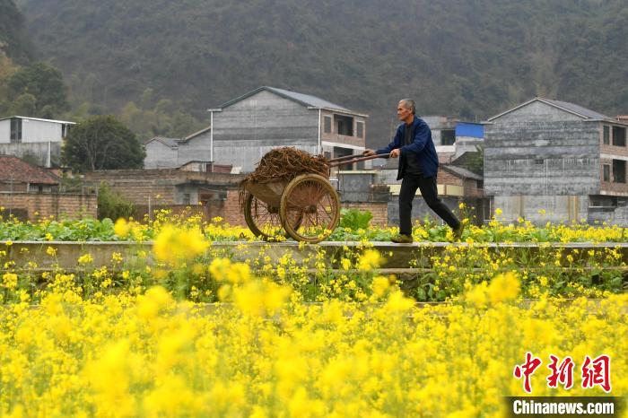 农民在田间地头劳作。　廖光福 摄